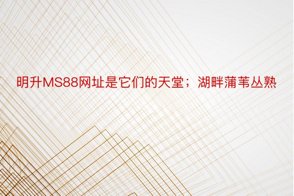 明升MS88网址是它们的天堂；湖畔蒲苇丛熟